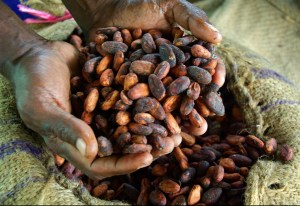 Dried cocoa beans ready for export ADB